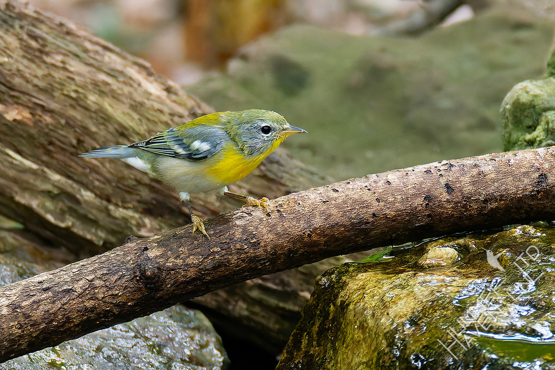 9-5-25 Northern Parula