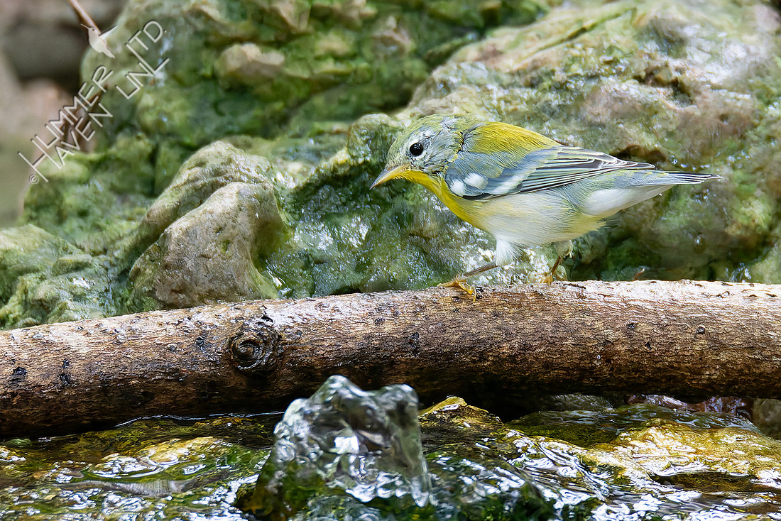 9-5-25 Northern Parula
