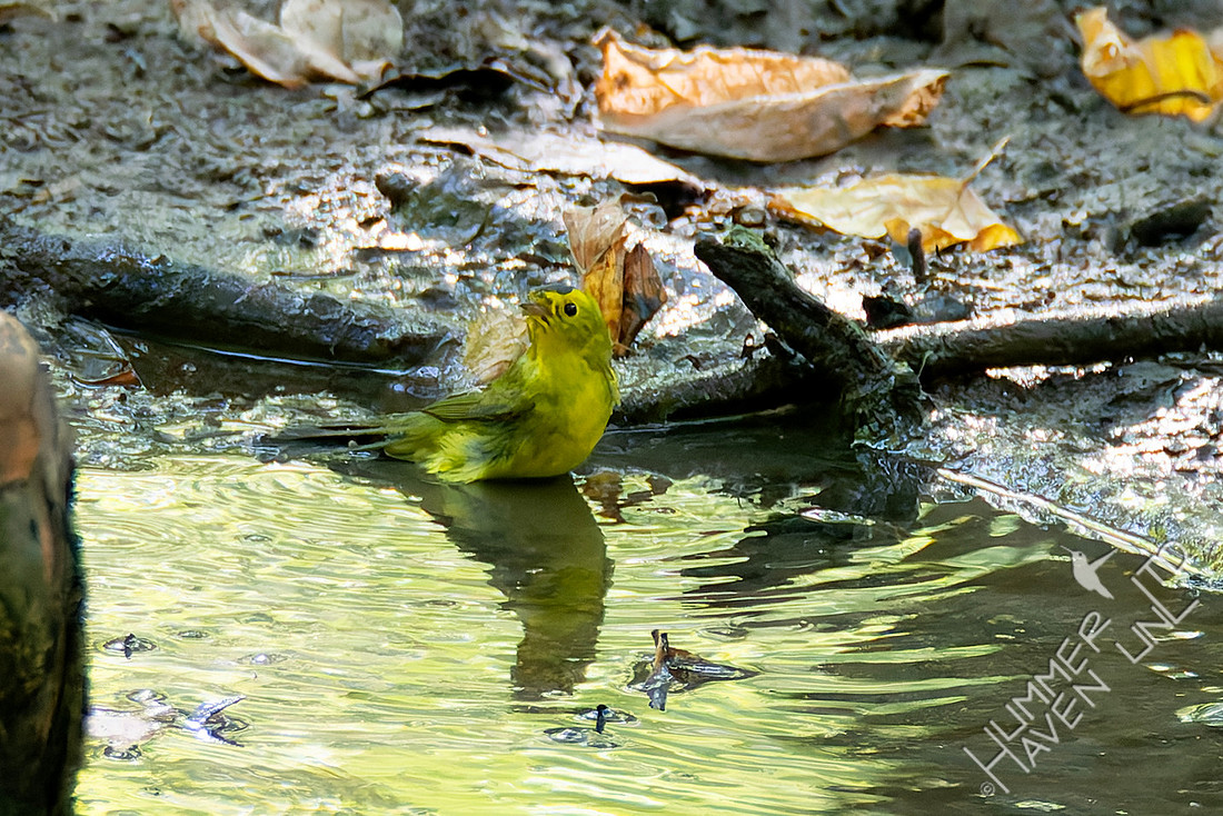 9-6-25 Wilson's Warbler