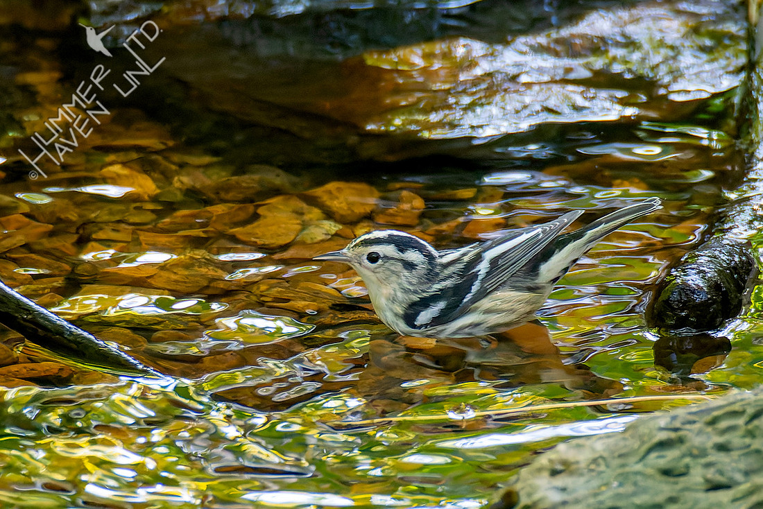 9-4-25 Black-and-white Warbler