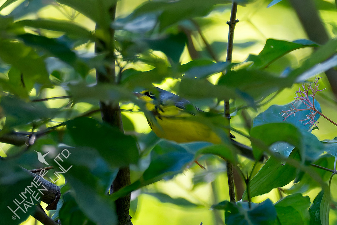 9-8-25 Canada Warbler