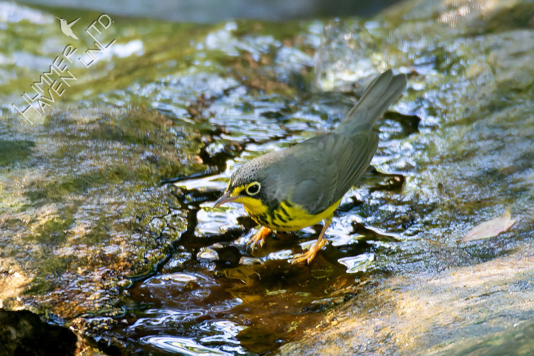 9-8-25 Canada Warbler