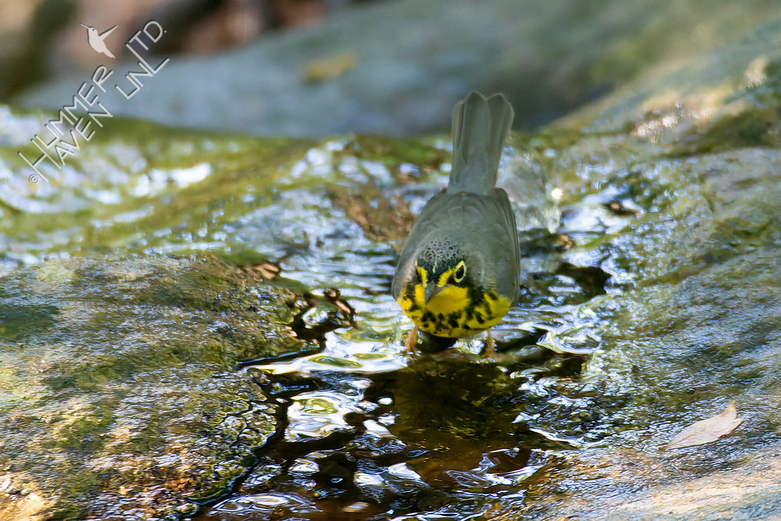 9-8-25 Canada Warbler