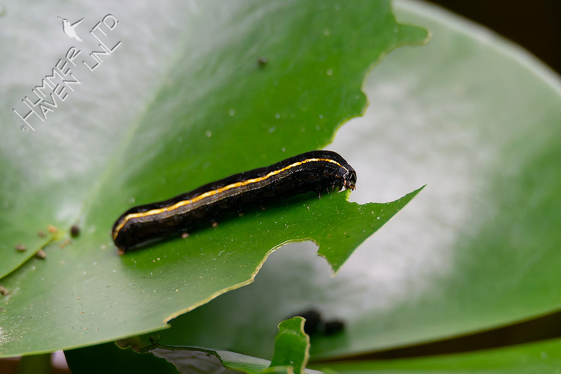 9-9-25 Yellow-striped Armyworm Moth caterpillar on water lily