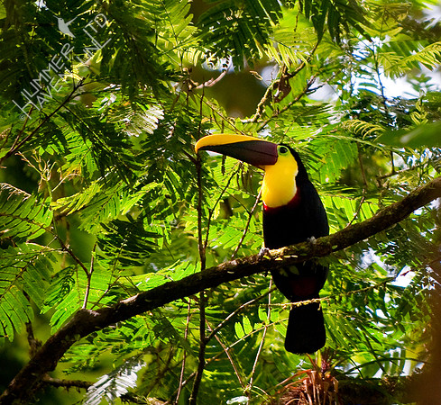 Chestnut-mandibled Toucan