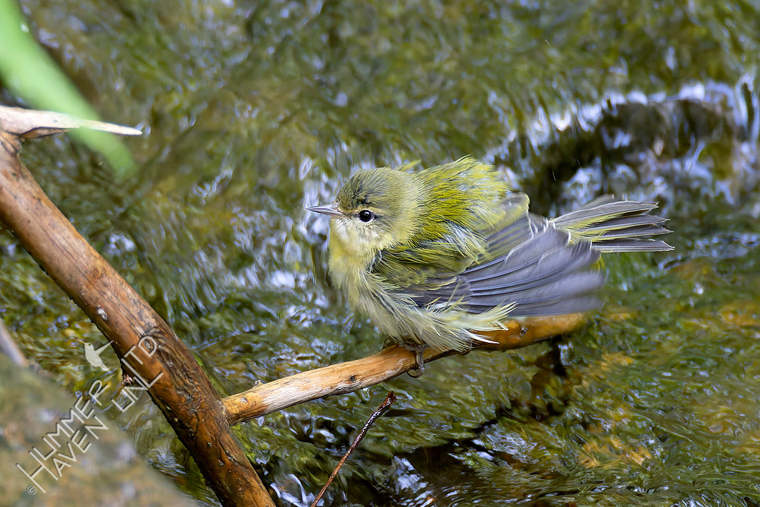 9-6-25 Tennessee Warbler