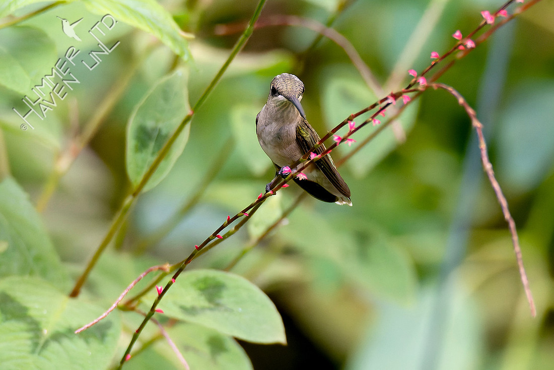 9-10-25 Ruby-throated Hummingbird immature on Virginia Jumpseed