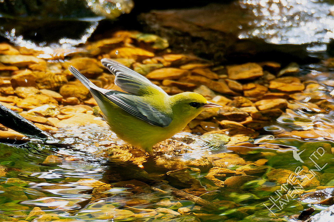 9-14-25 Blue-winged Warbler