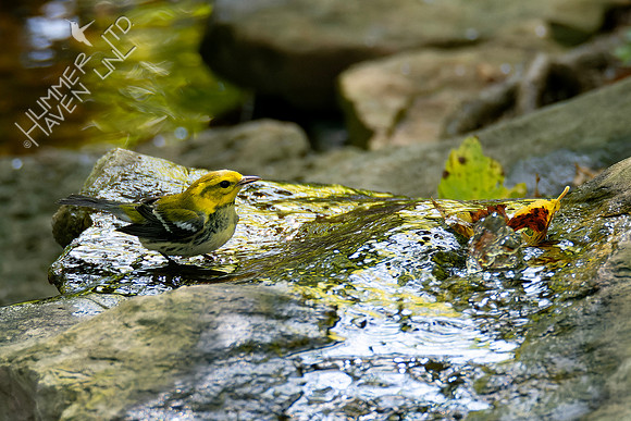 10-4-24 Black-throated Green Warbler