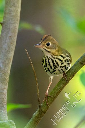 8-30-22 FOSOvenbird