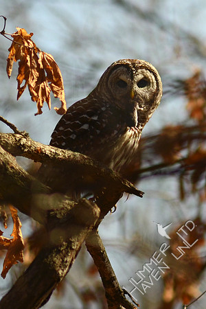 Barred Owl with Vole