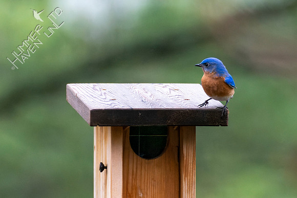 4-12-22 Eastern Bluebird