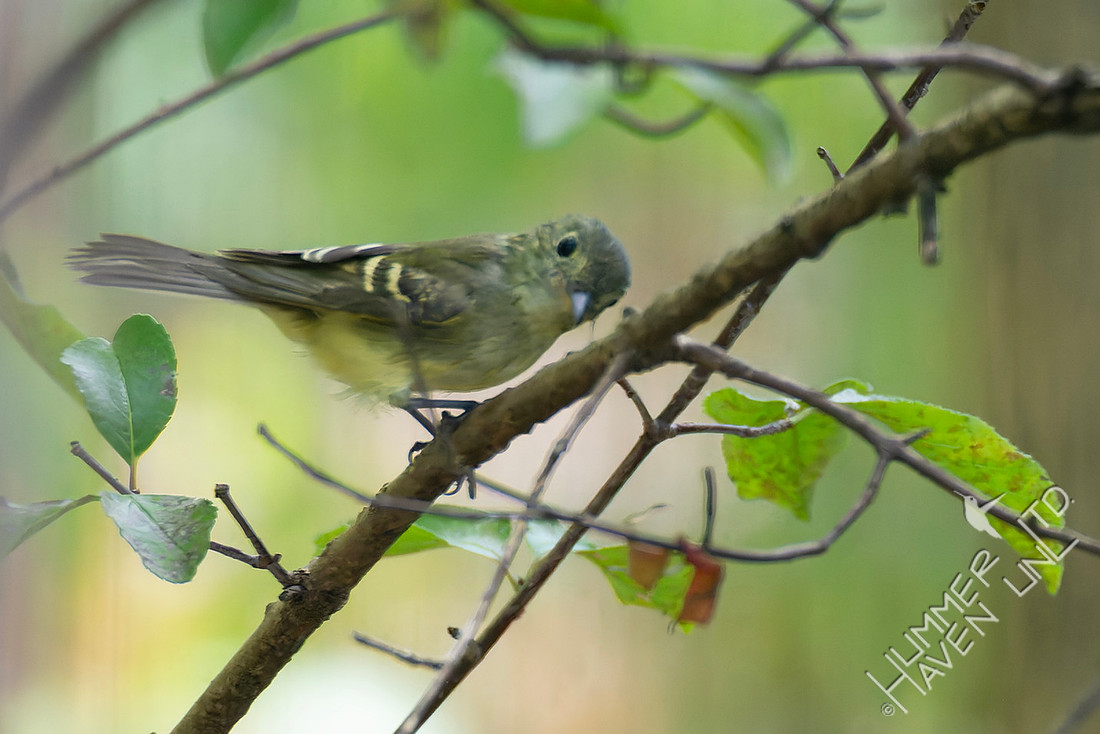 9-15-25 Blue-headed Vireo immature