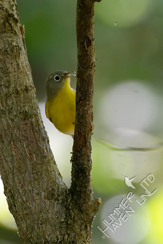 9-25-25 Nashville Warbler feeding on gnats