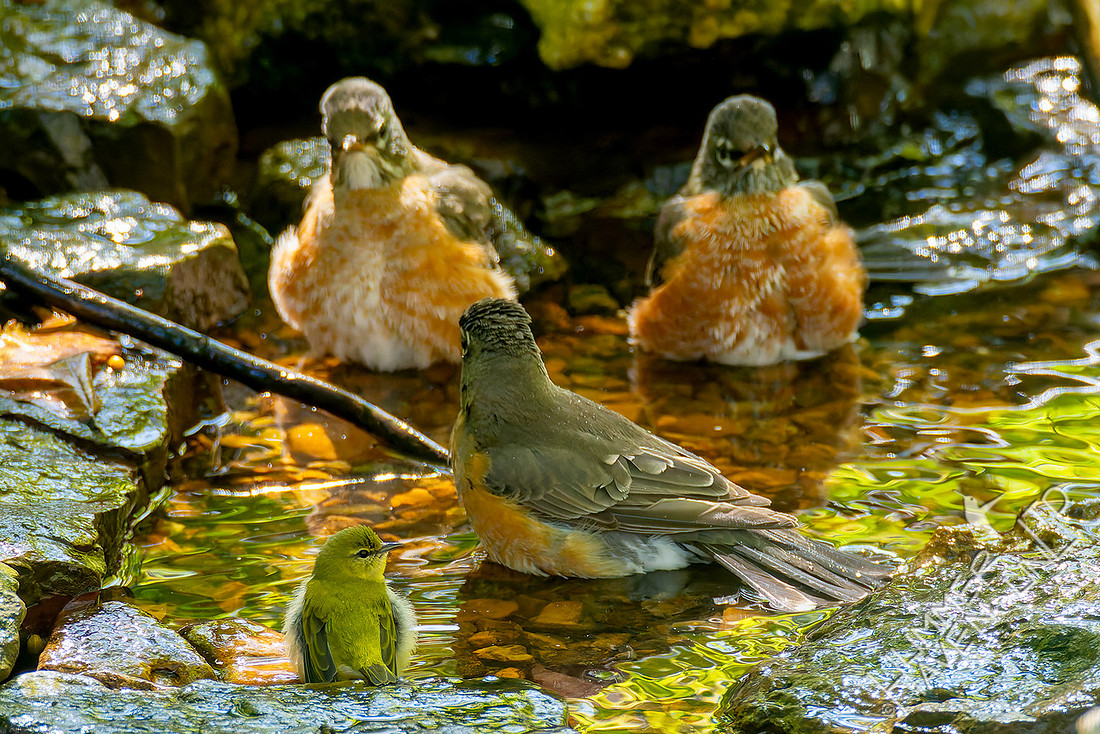 9-27-25 One Tennessee Warbler with three American Robins