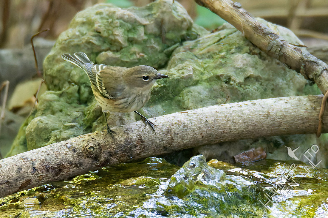 9-27-25 FOS Yellow-rumped Warbler female