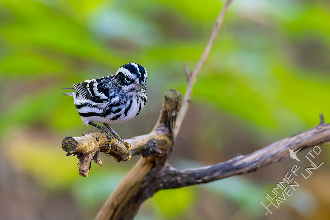9-29-25 Black-and-white Warbler
