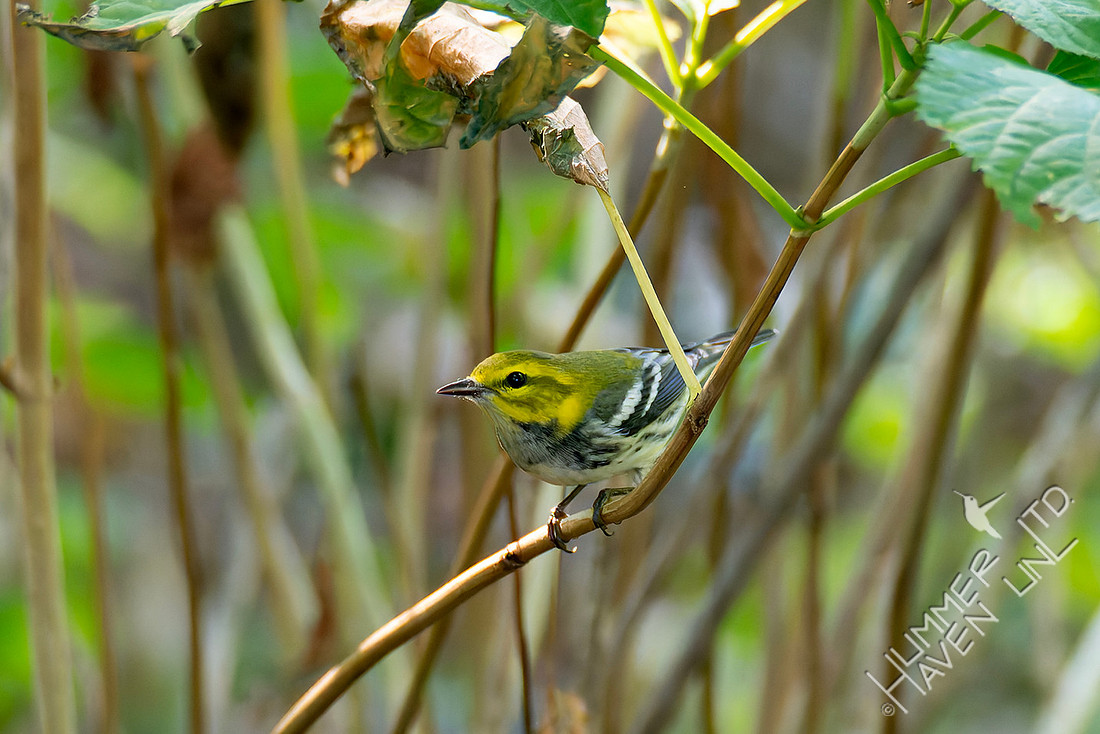9-29-25 Black-throated Green Warbler female