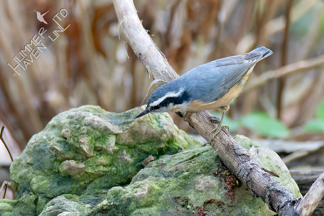 9-29-25 Red-breasted Nuthatch female