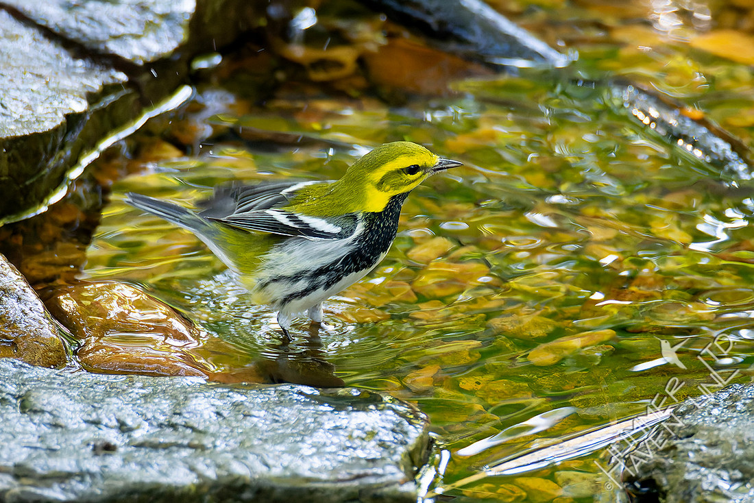 9-29-25 Black-throated Green Warbler