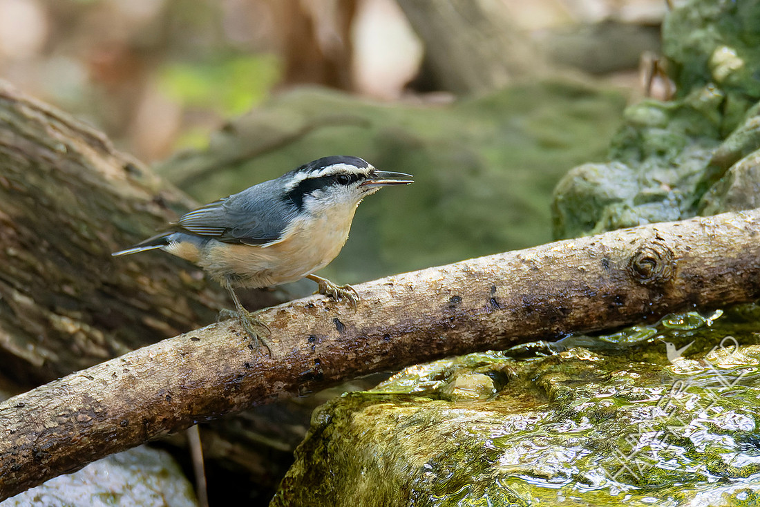 9-30-25 Red-breasted Nuthatch