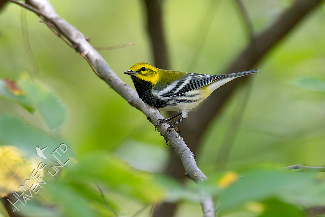 10-1-25 Black-throated Green Warbler