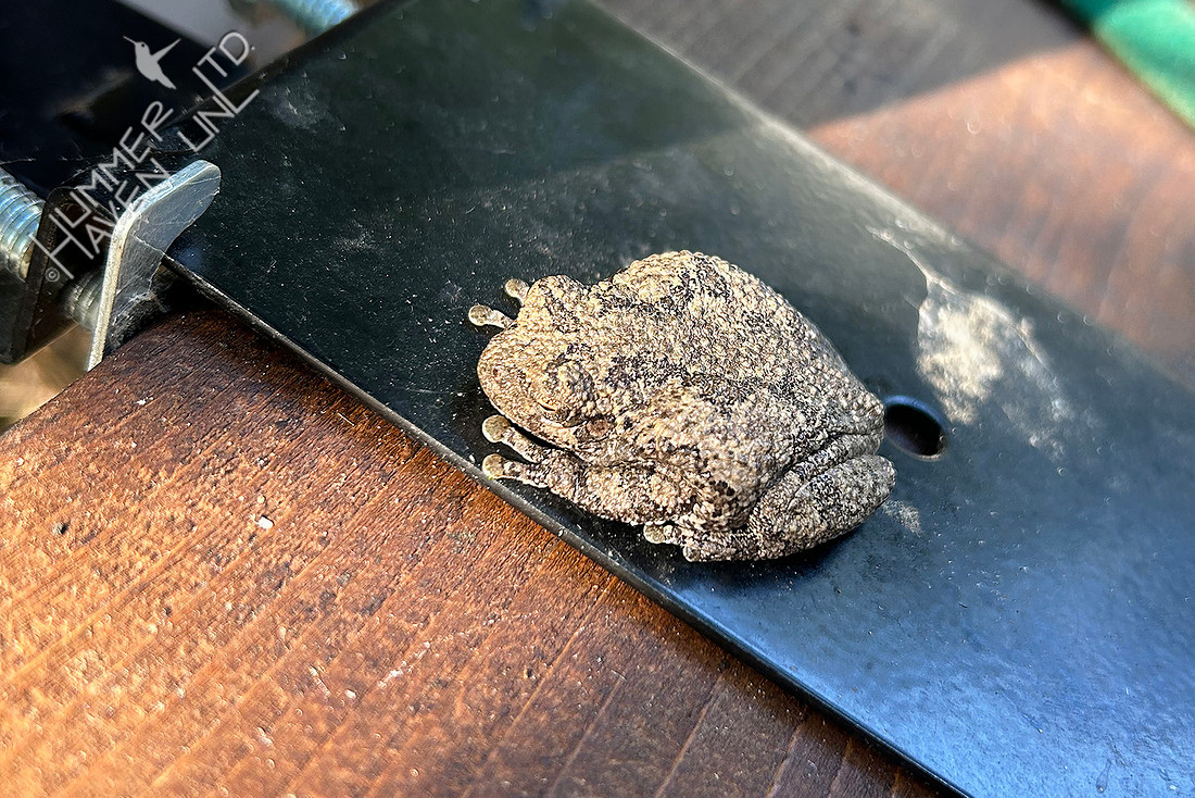 9-30-25 Gray Tree Frog