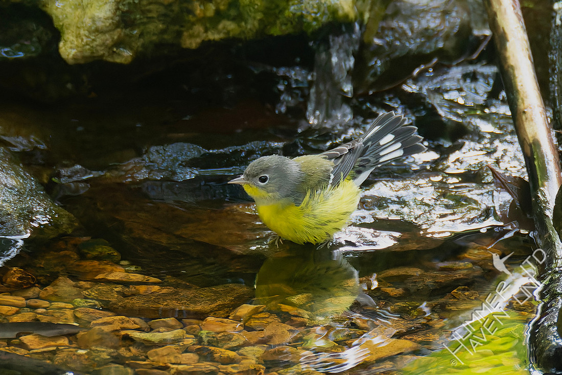 10-1-25 Magnolia Warbler
