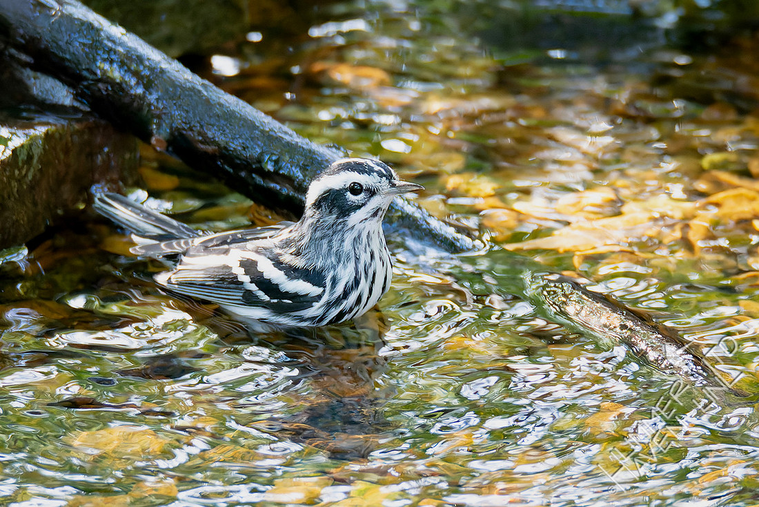 10-2-25 Black-and-white Warbler
