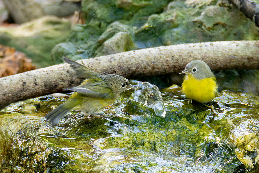 10-2-25 Nashville Warblers