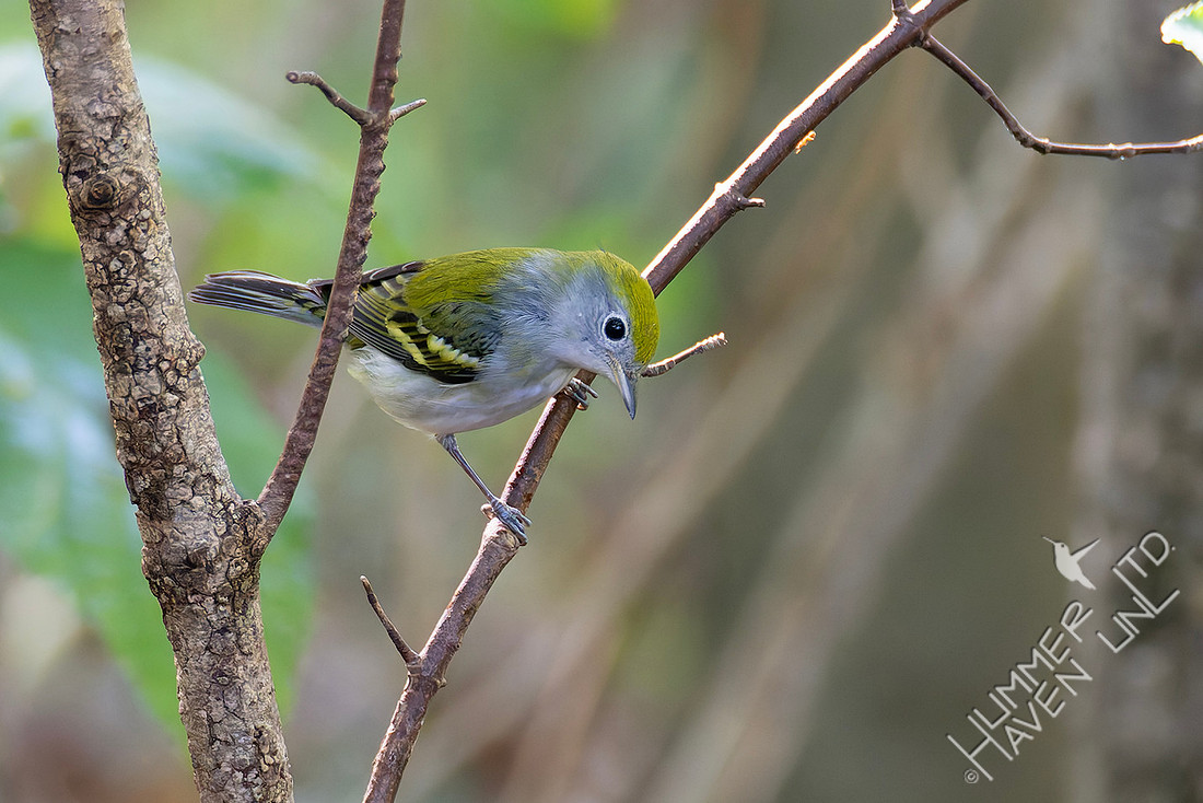 10-2-25 Chestnut-sided Warbler