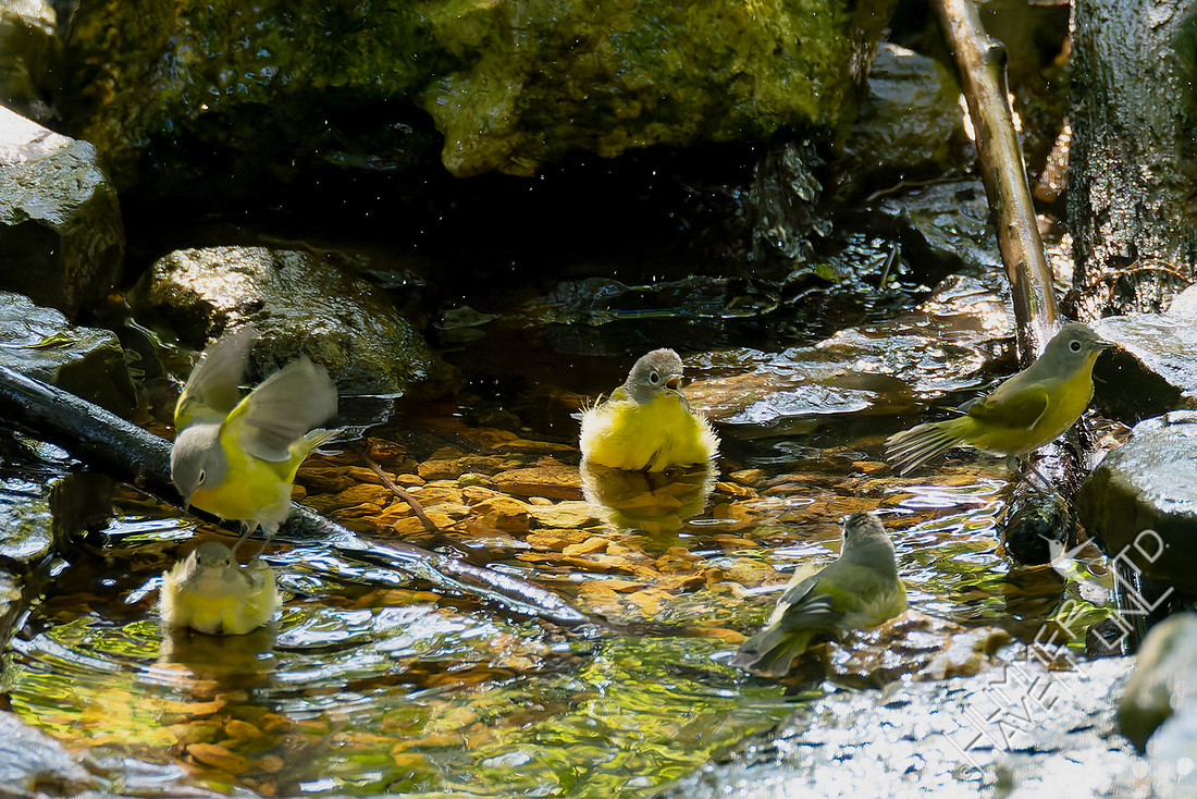 10-2-25 Five Nashville Warblers