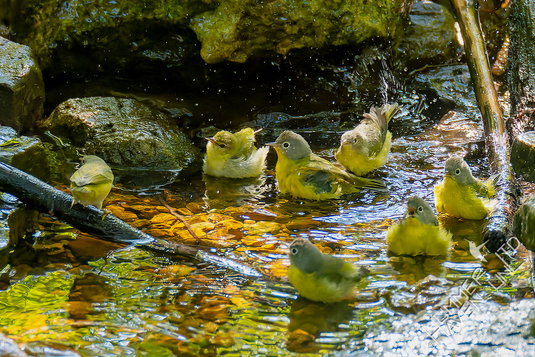 10-2-25 Six Nashville Warblers and Tennessee Warbler