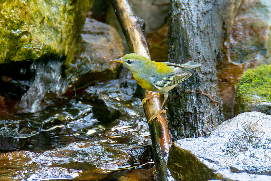 10-2-25 Northern Parula