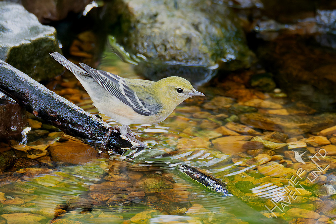 10-3-25 Bay-breasted Warbler
