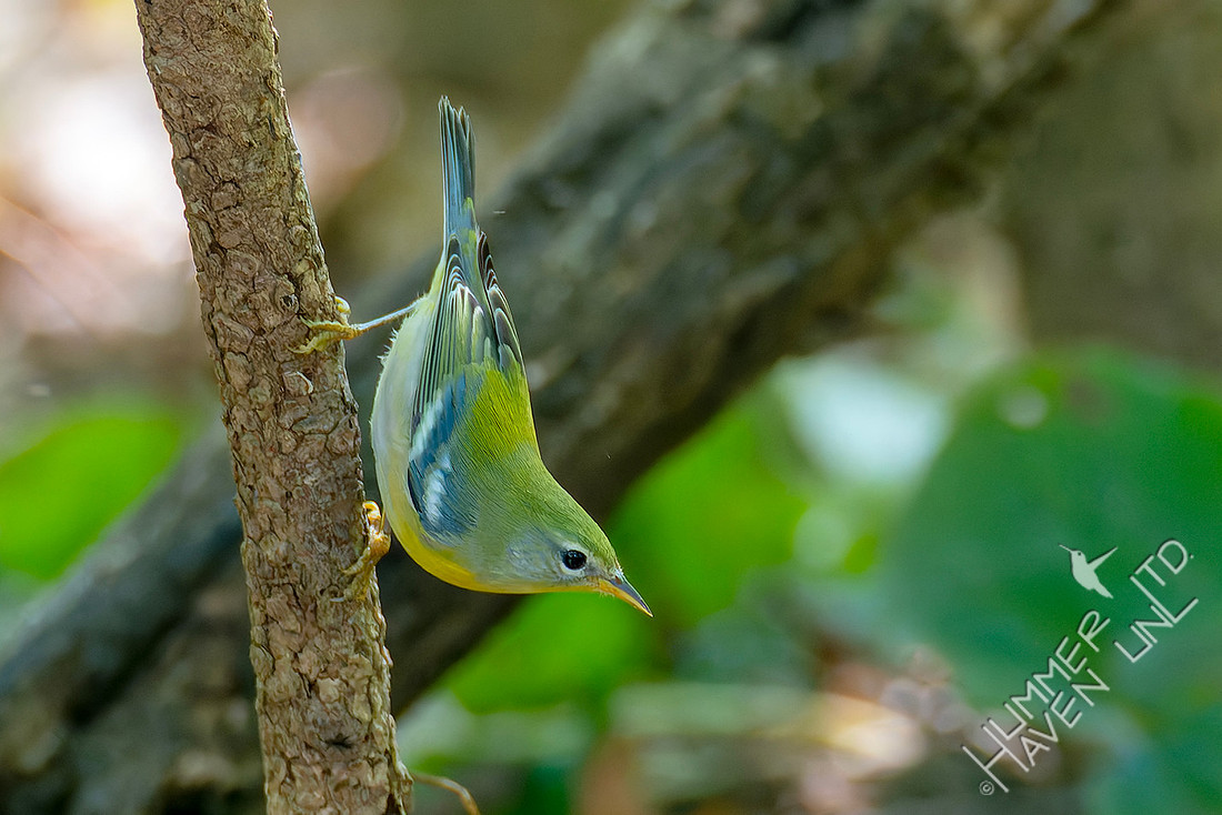 10-3-25 Northern Parula