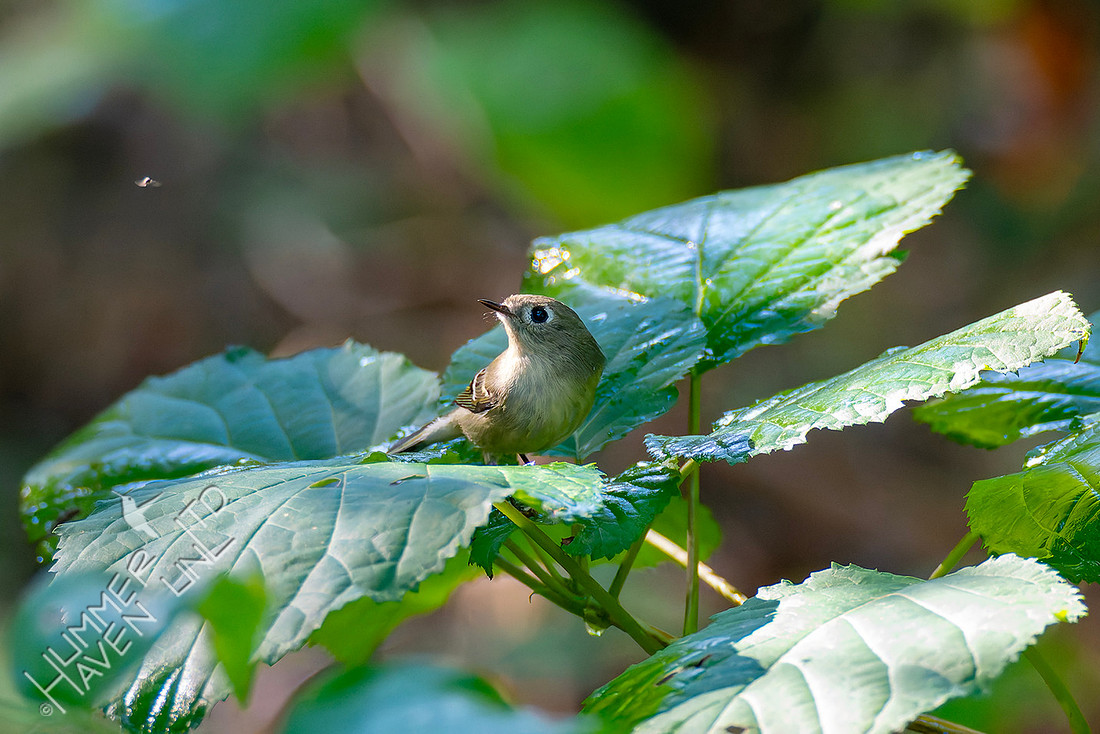 10-4-25 Ruby-crowned Kinglet leaf-bathing
