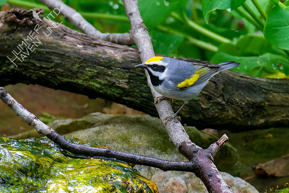 5-3-22 Golden-winged Warbler