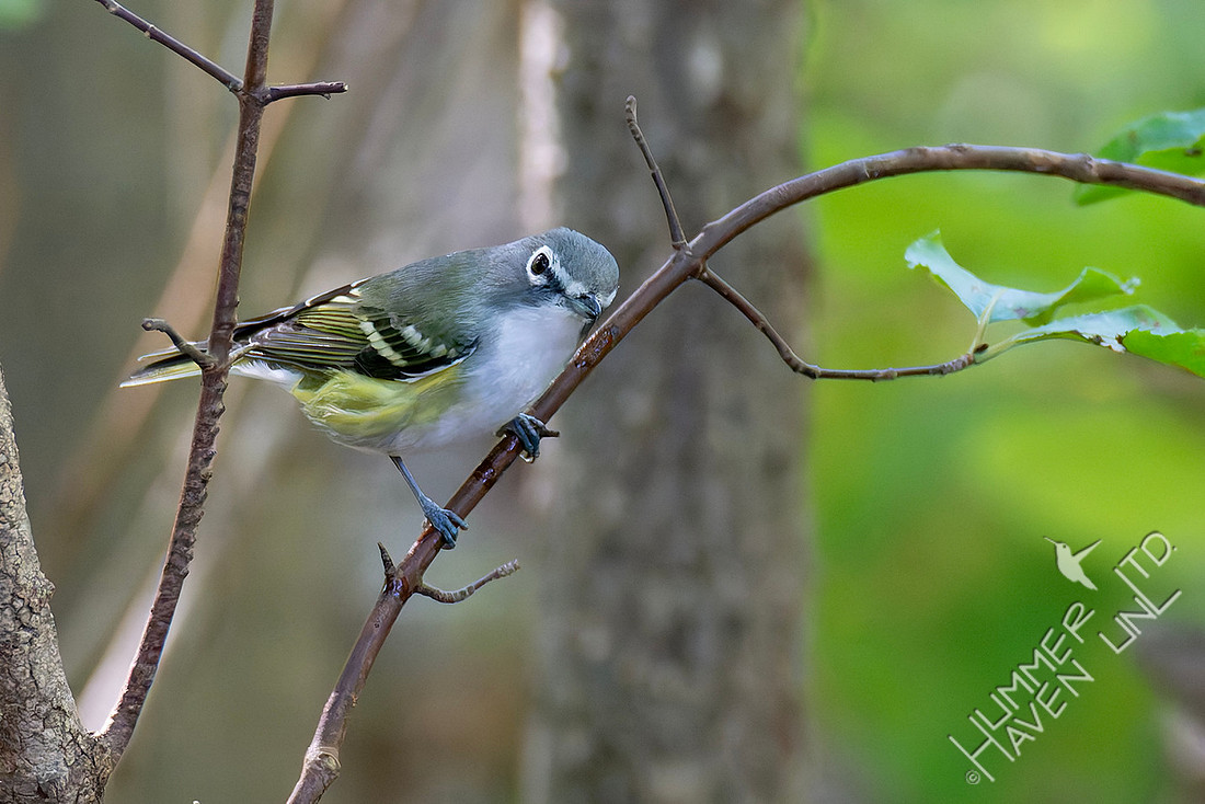 10-5-25 Blue-headed Vireo