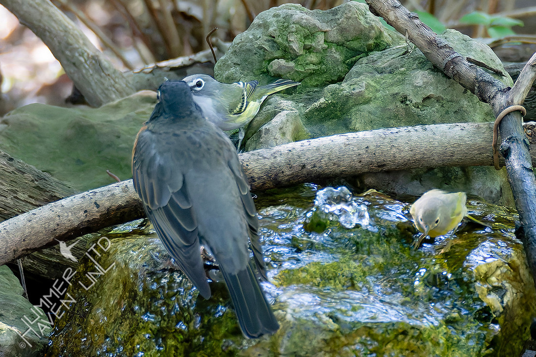 10-5-25 American Robin, Blue-headed Vireo and Nashville Warbler