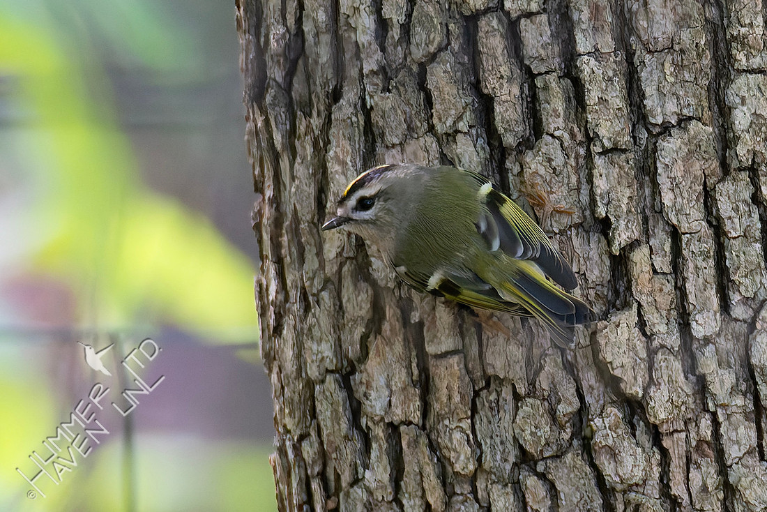 10-9-25 Golden-crowned Kinglet