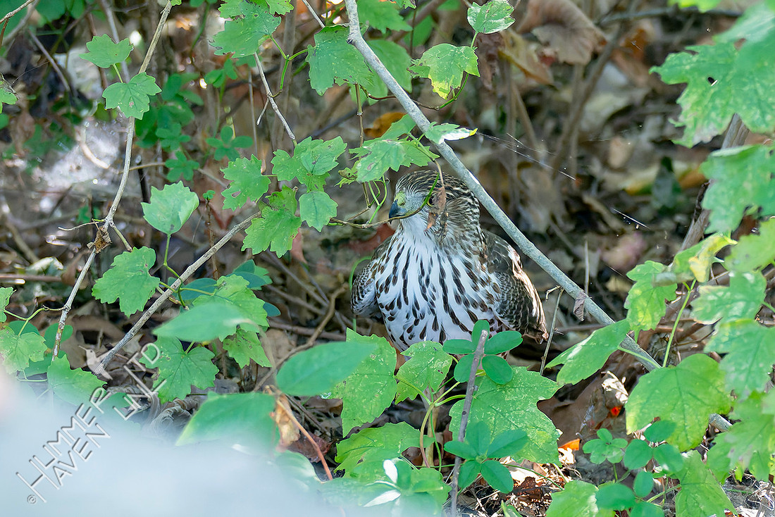 10-12-25 Cooper's Hawk
