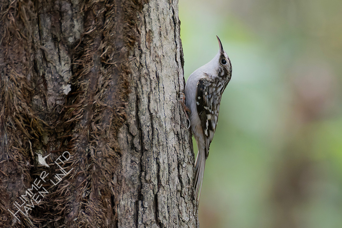 10-13-25 FOS Brown Creeper