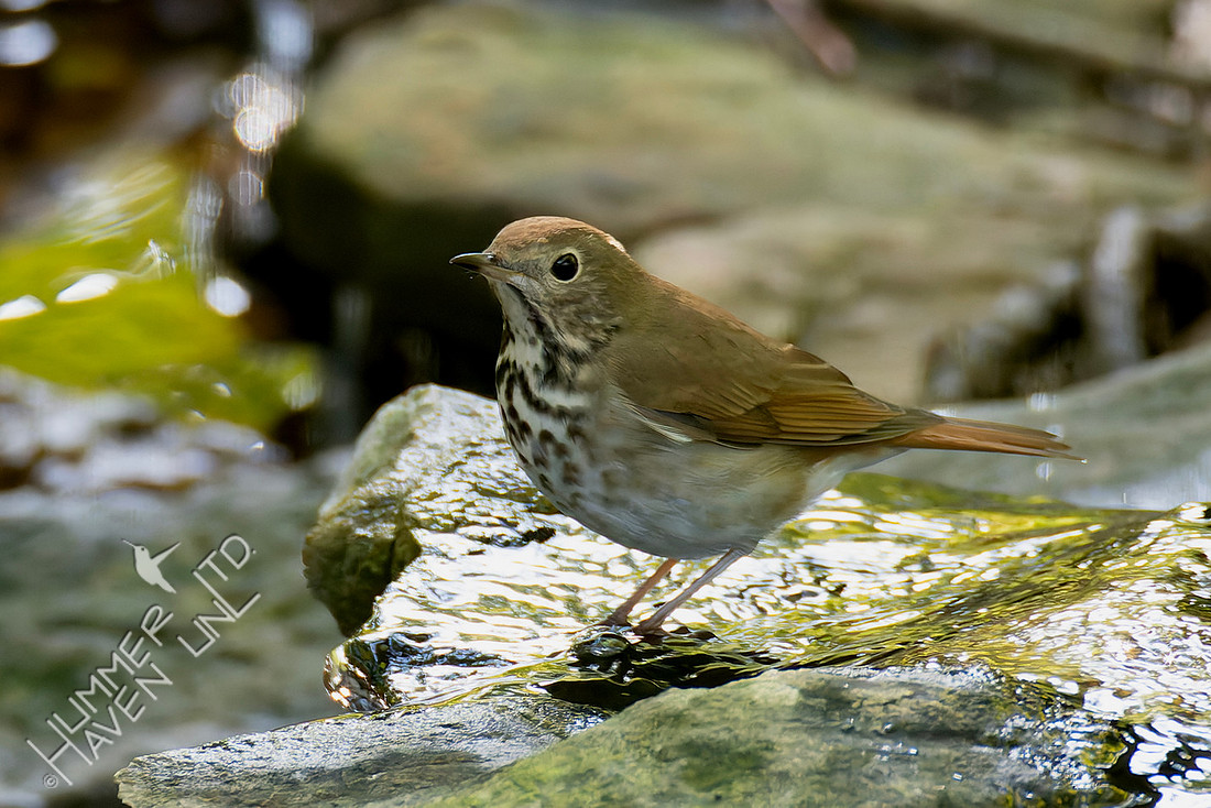 10-14-25 FOS Hermit Thrush