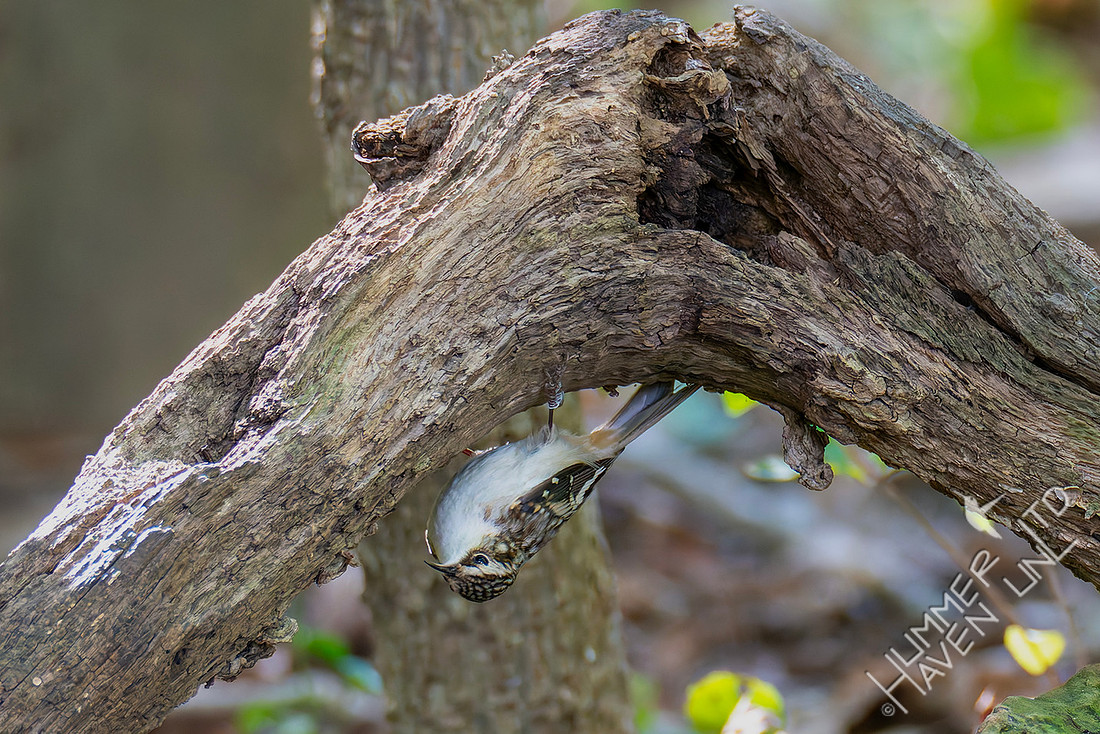 10-15-25 Brown Creeper