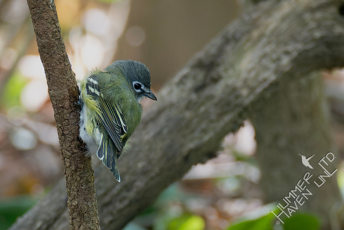 10-15-25 Blue-headed Vireo