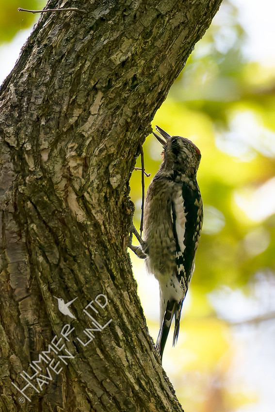 10-15-25 FOS Yellow-bellied Sapsucker eating gnats