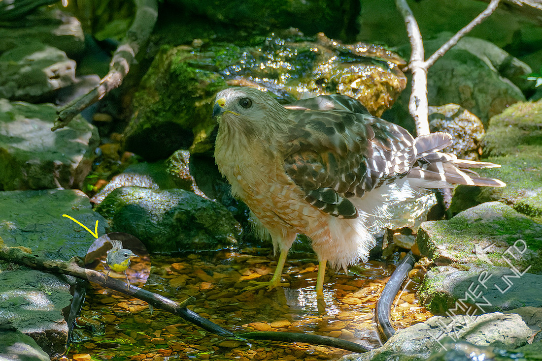 7-5-22 Red-shouldered Hawk #125 NOPA comp marked