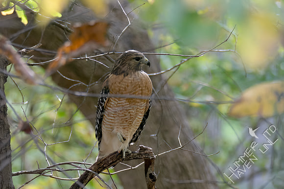 10-23-24 Red-shouldered Hawk