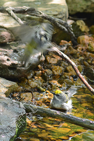 Golden-winged Warbler and unknown